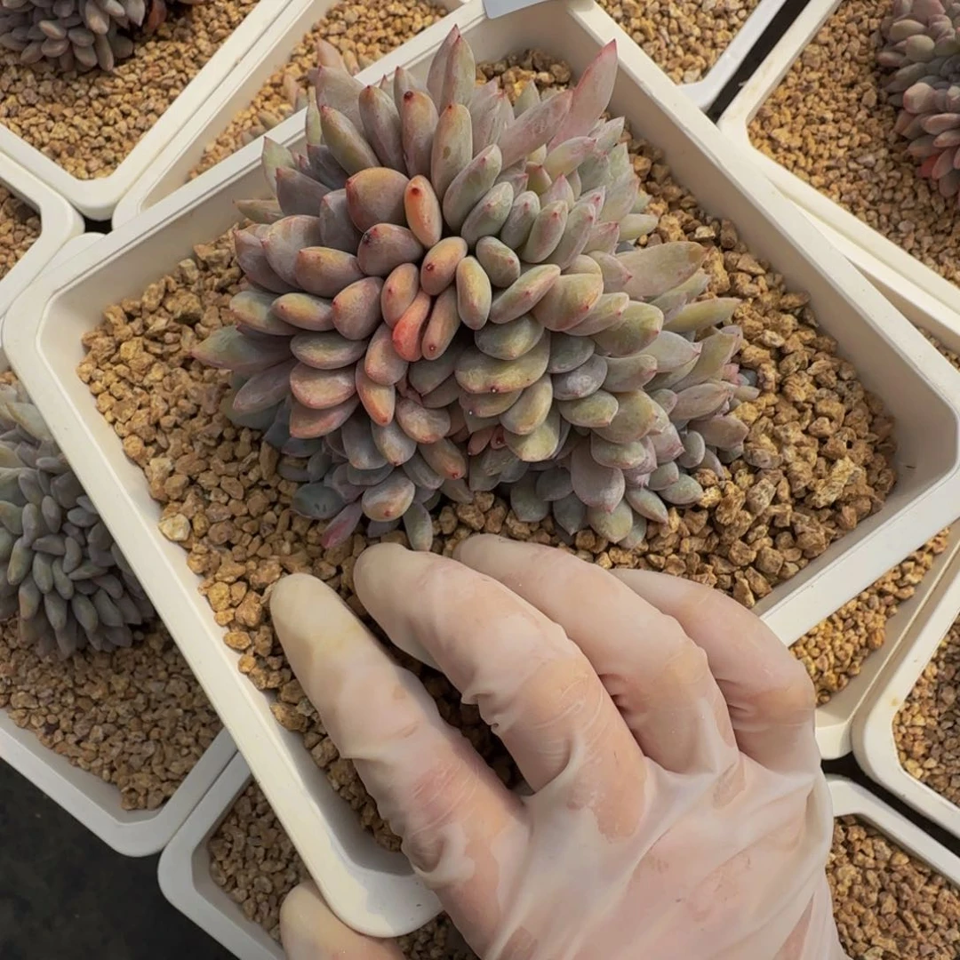 a a a a a a a a a a 21