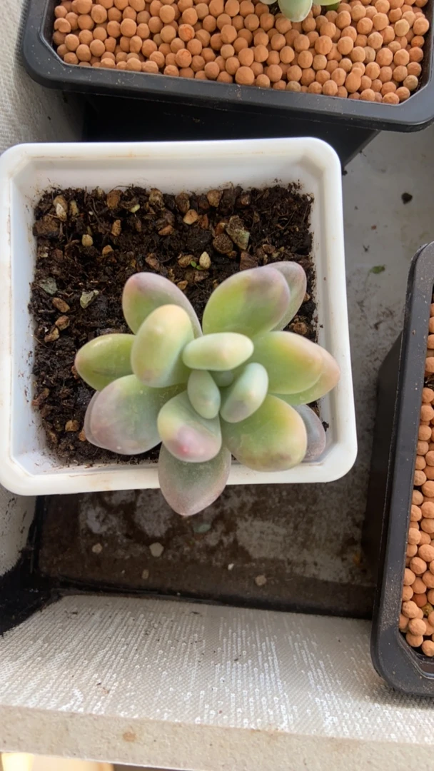 超级福利奶酪锦多肉