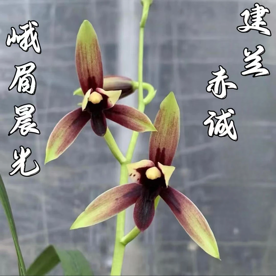 建兰浓香赤诚峨眉晨光带花苞四季兰胎生红素老种高档精品国宝级