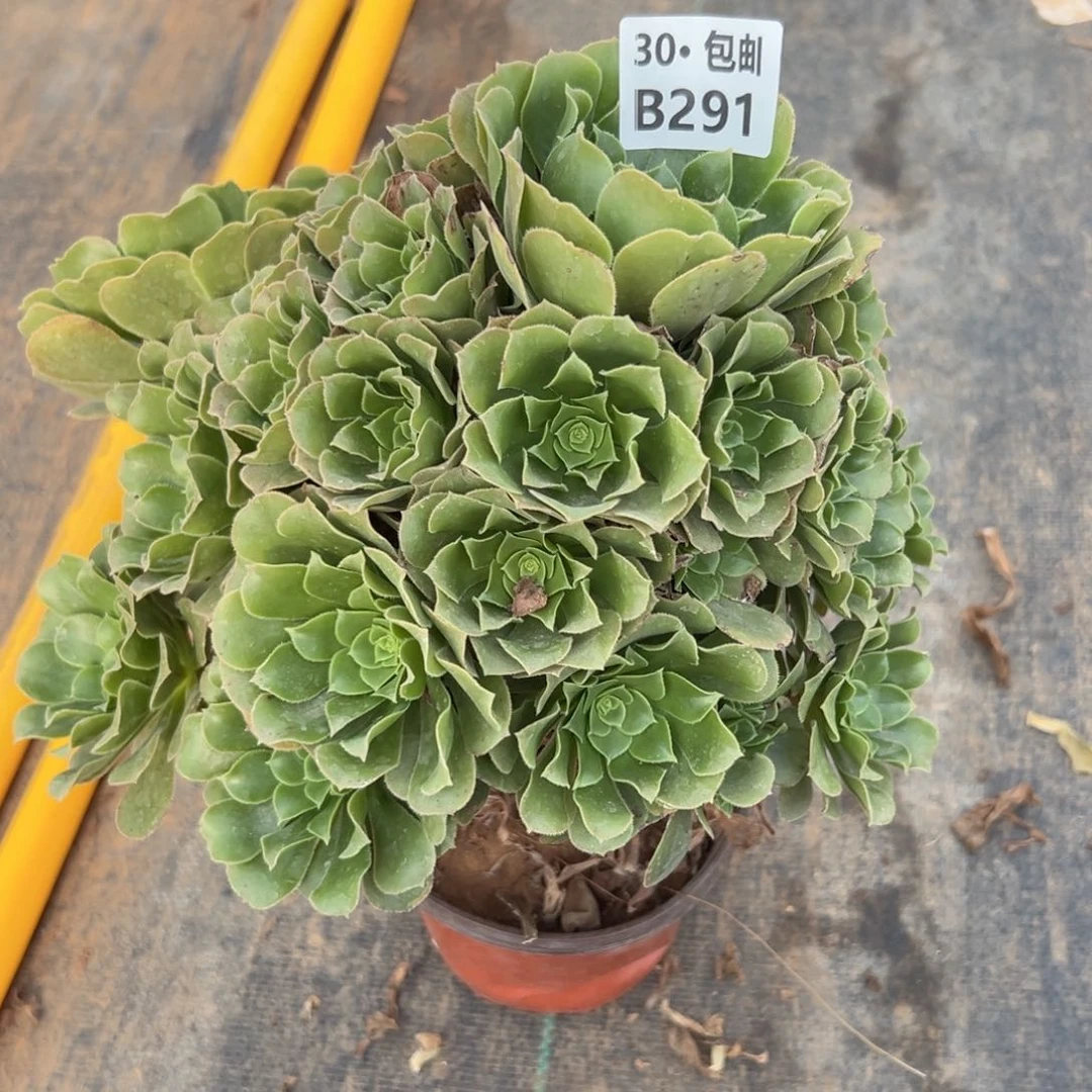 291 多肉法师断枝不包