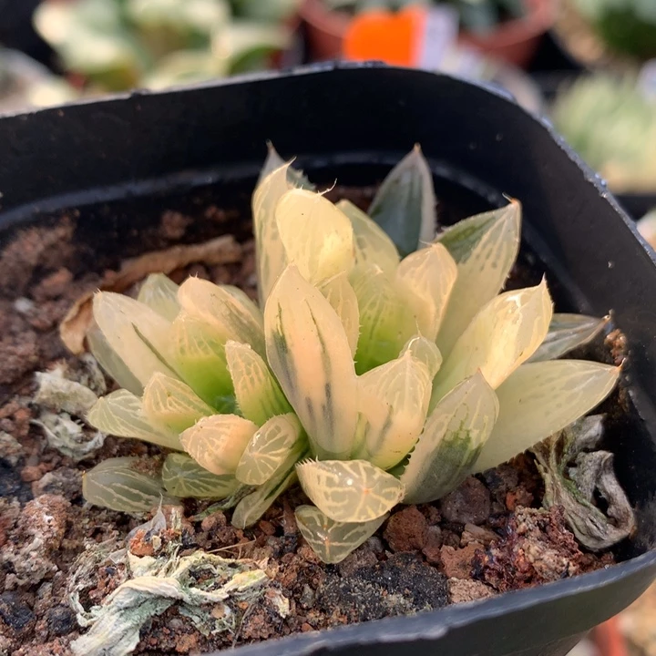 糊斑别系玉露锦，带盆发货