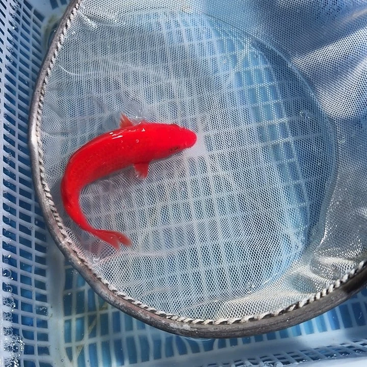 锦鲤锦鲤锦鲤锦鲤