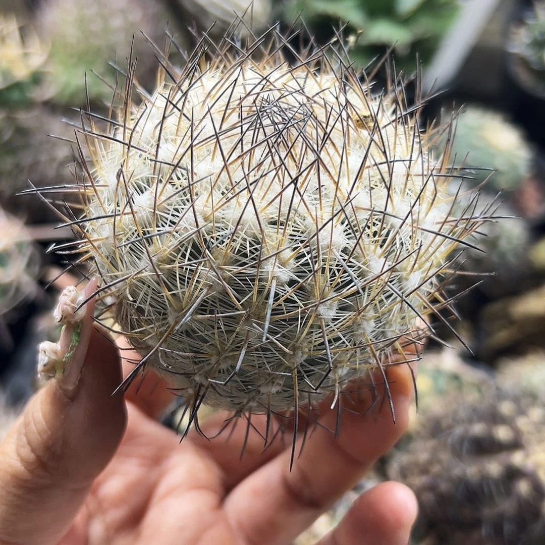 藤荣丸有根仙人球6666666
