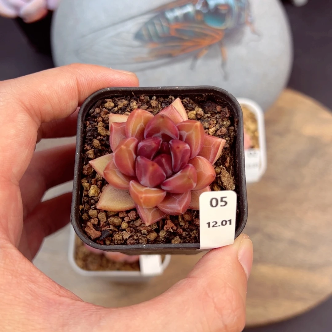 迷雾泡泡05、哈哈哈哈