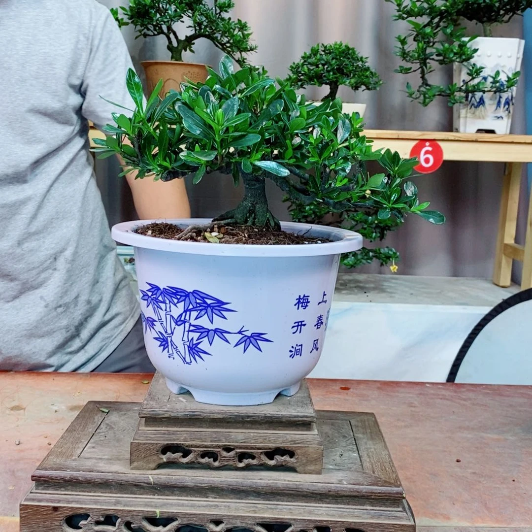 栀子花开了花开花