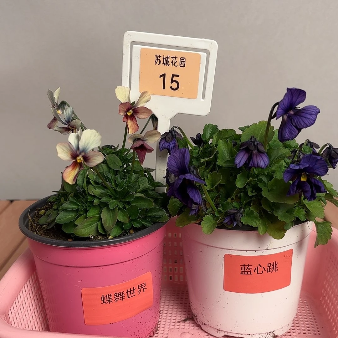 大部分开放少量花苞15