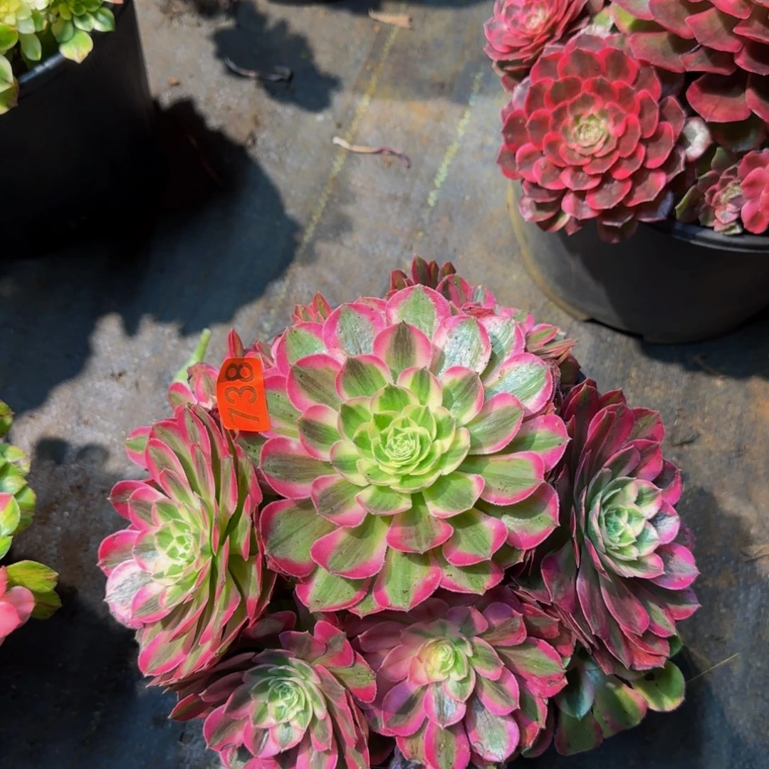 738多肉法师锦1111