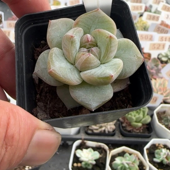 587新品珍妮一物一拍多肉