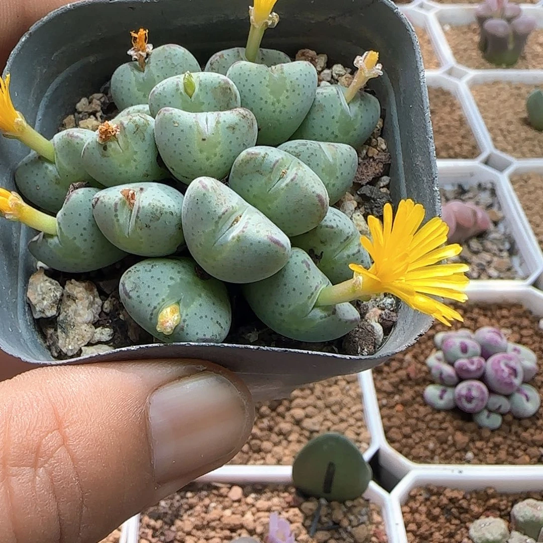 好看的电视剧。 53939