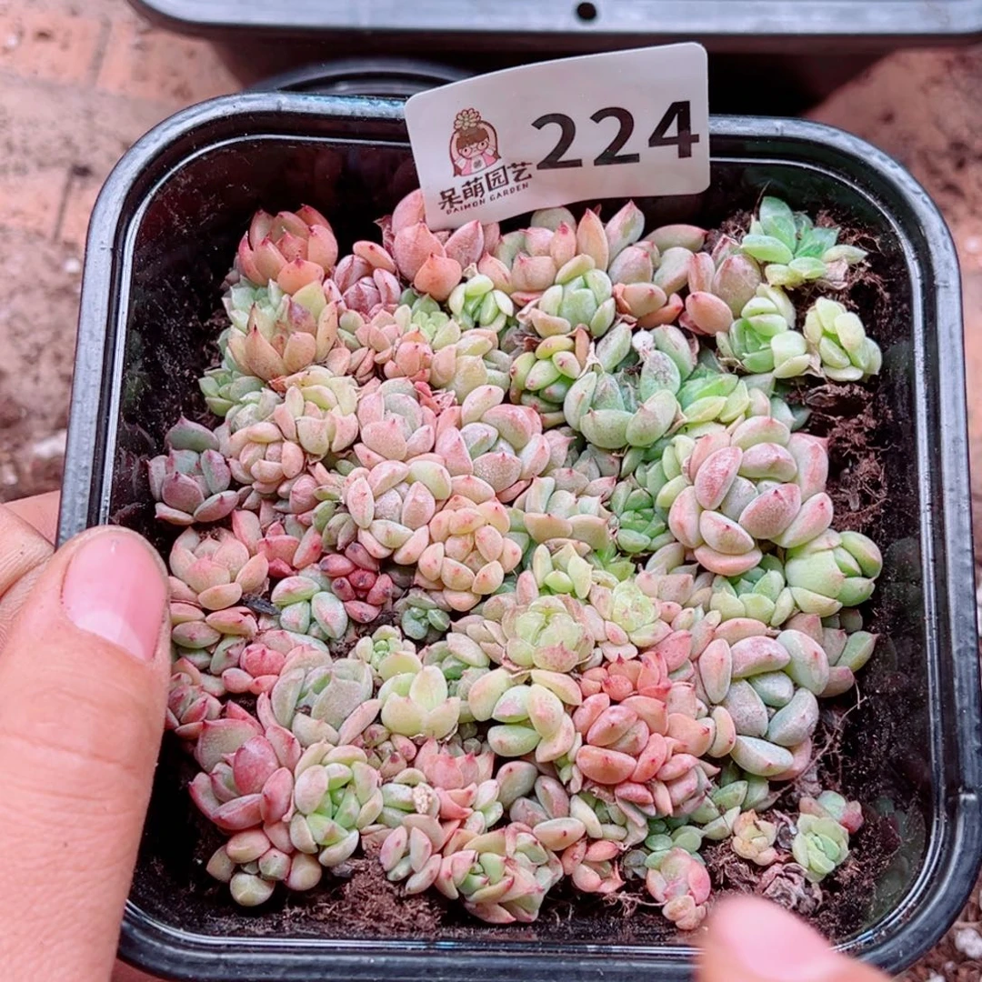 多肉植物多肉植物