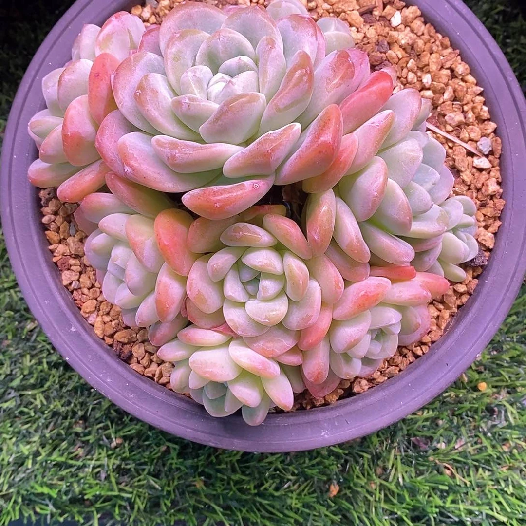 熙**熈冰玉群1111111