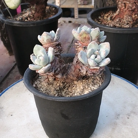 韩货苹果叶仙女棒杯