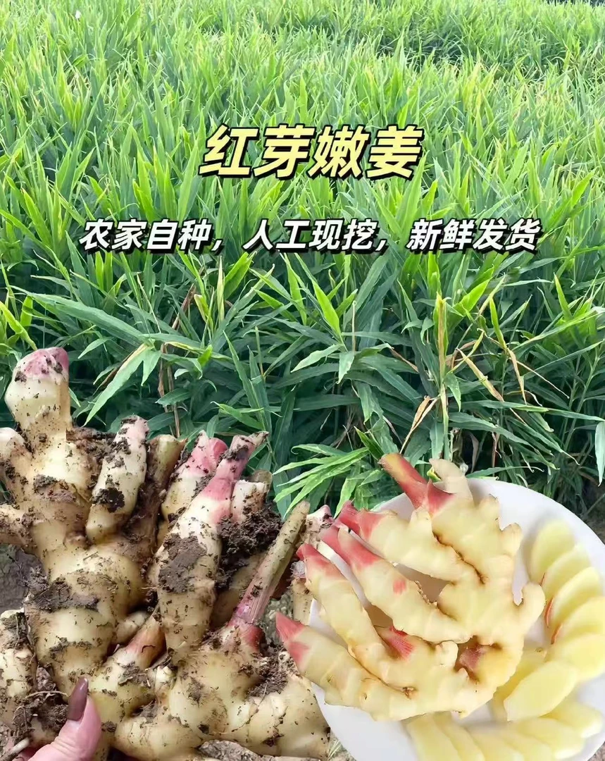 新鲜现挖嫩姜农家种植可腌可炒适合泡姜的蔬菜