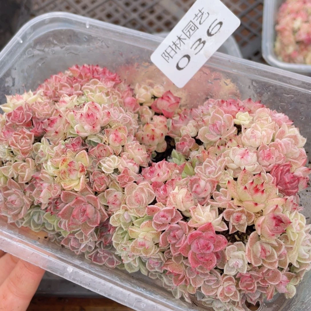 多肉植物多肉植物36