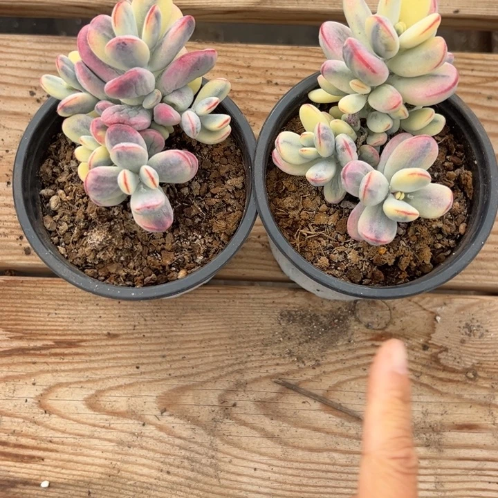 无花朵无砍福娘锦10杯子新手套餐