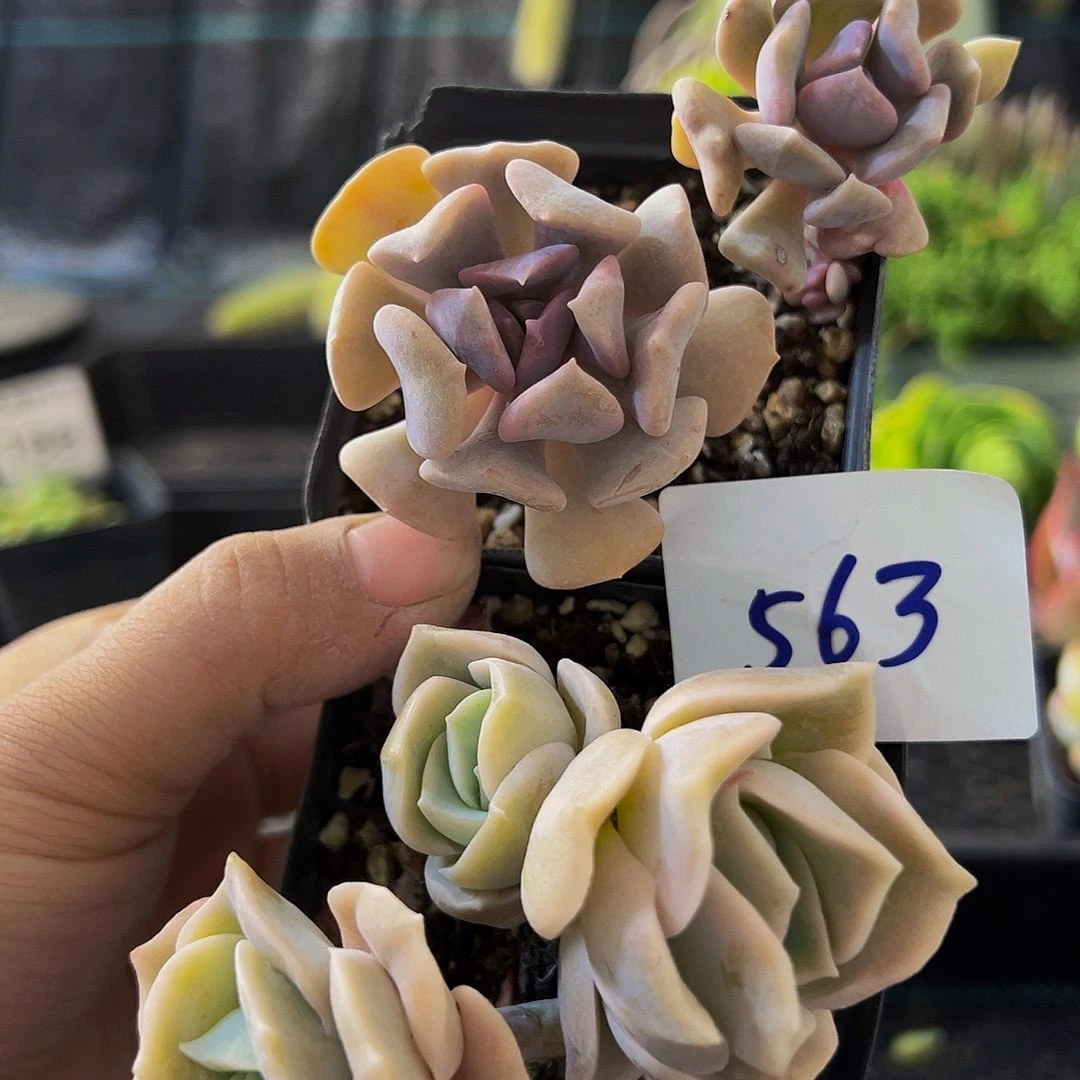 563，可爱玫瑰和吸财树，一单两颗发货
