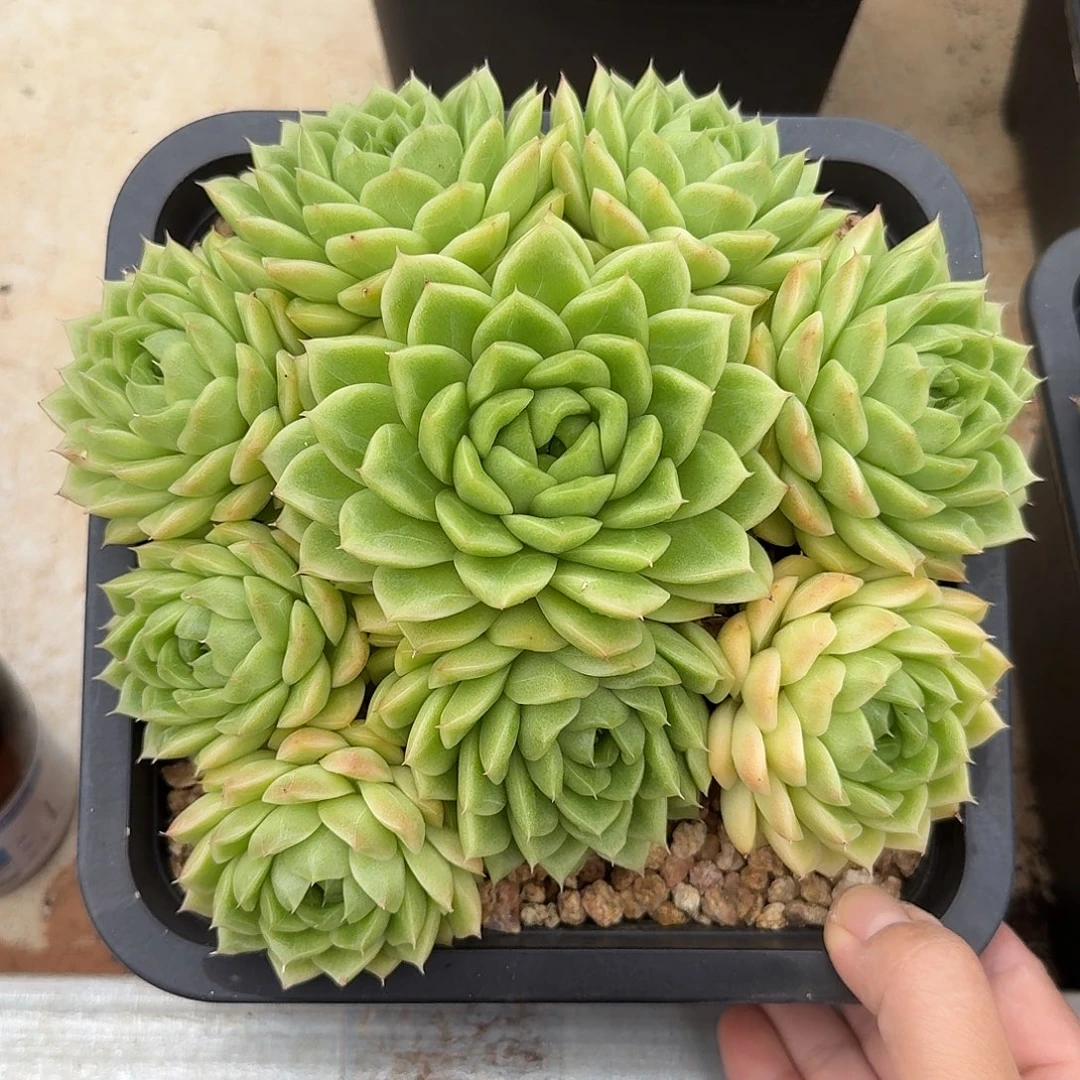 麦秆整无砍老桩群生