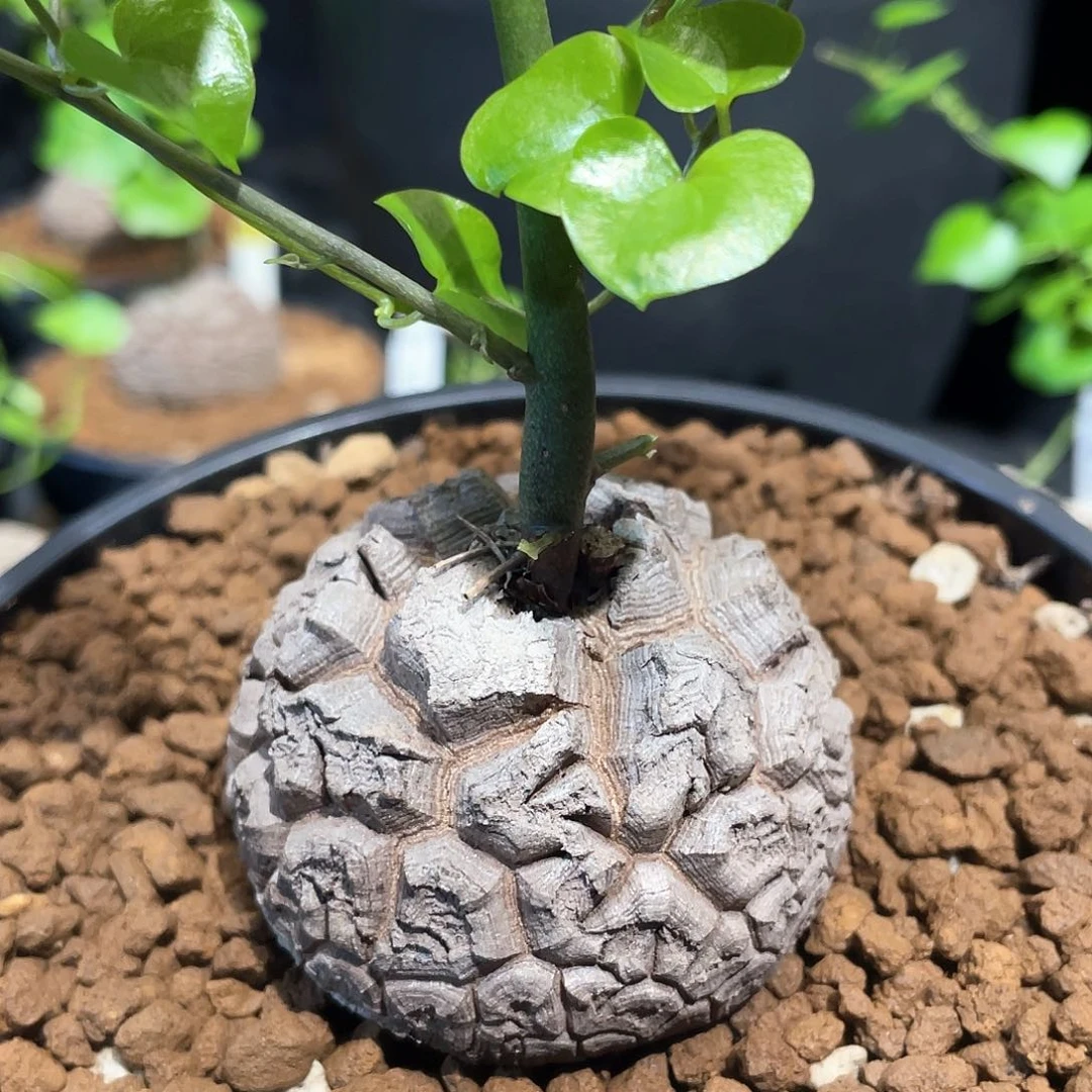 不****）52龟甲龙带盆发货