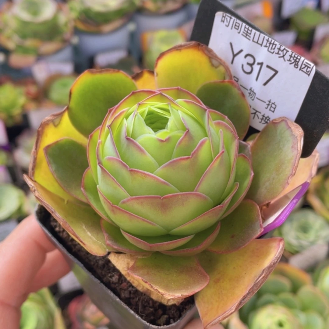 剪影多肉317一物一拍