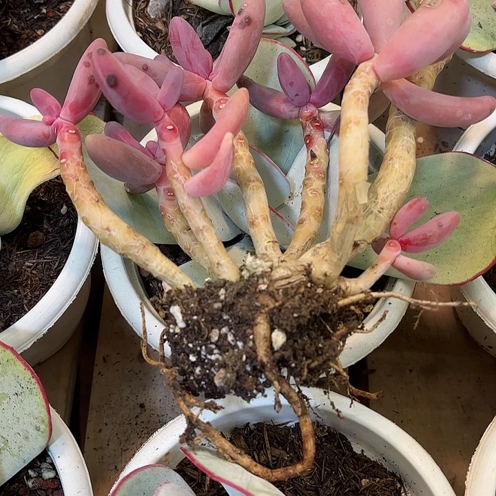 红手指老桩一物一拍