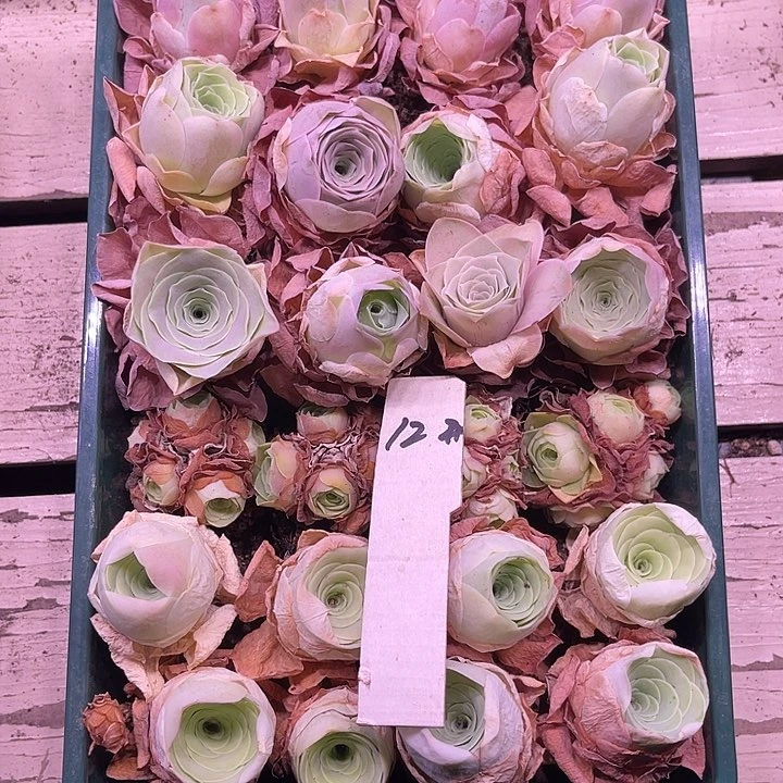 山地玫瑰12号，一物一拍24颗2.7cm左右