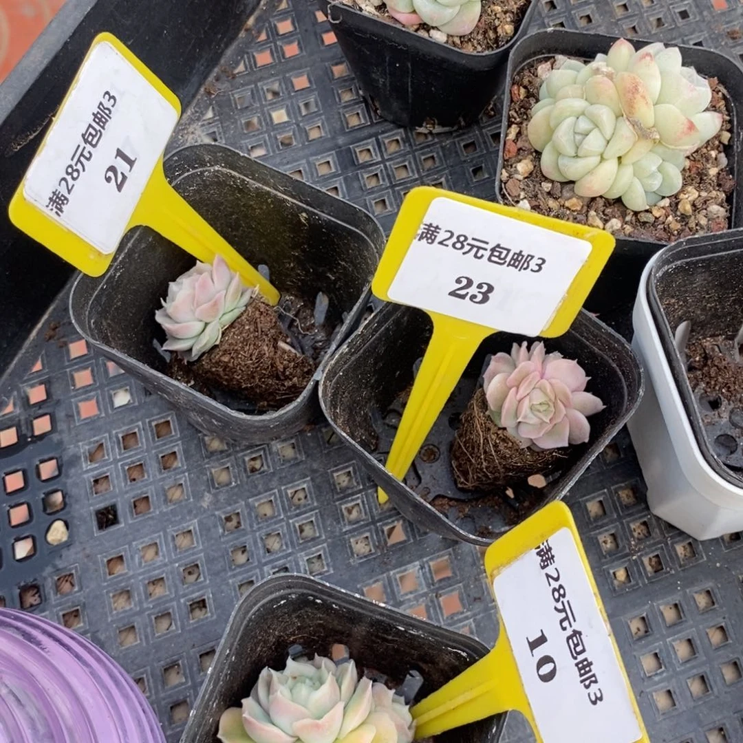 悠*柚321.23010虾饺多肉3个