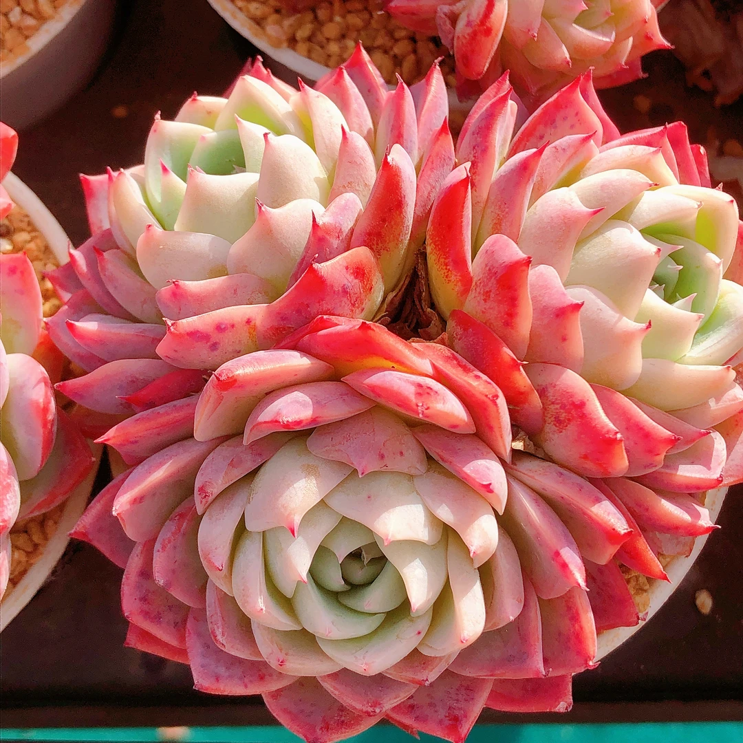 多肉植物   孤星大群一颗（尺寸8-9左右）满28包邮除偏远