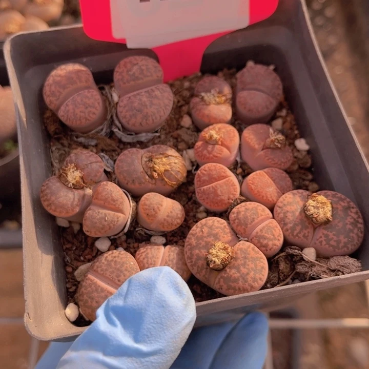 425号88888888888888