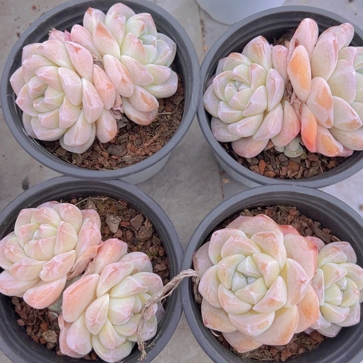 健健康康平平安安