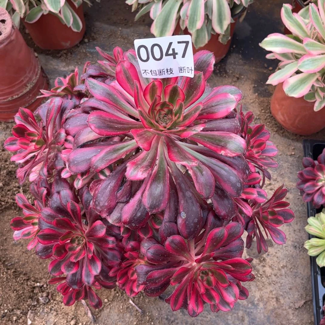 汪*卫香奈儿老桩，脱土发货