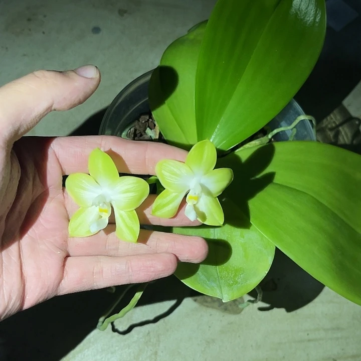 全部花苞白老虎交紫罗兰宝石