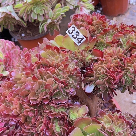 小*猫多肉植物一个