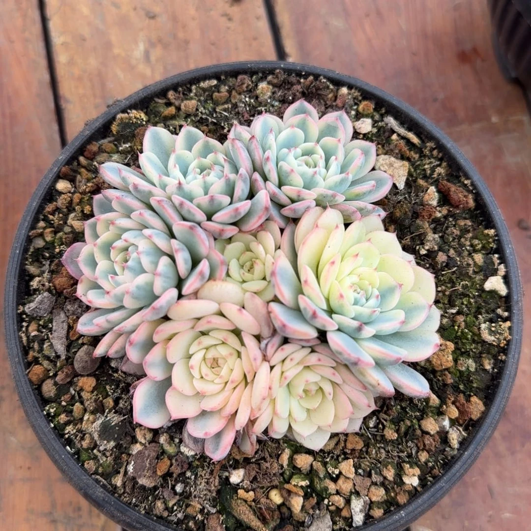 多肉植物一物一拍