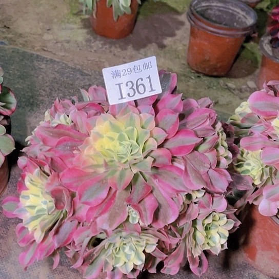 361白凤多肉植物