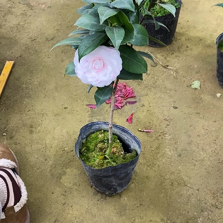 白十八。 50高。