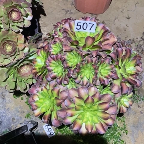 多肉植物法师507韶华