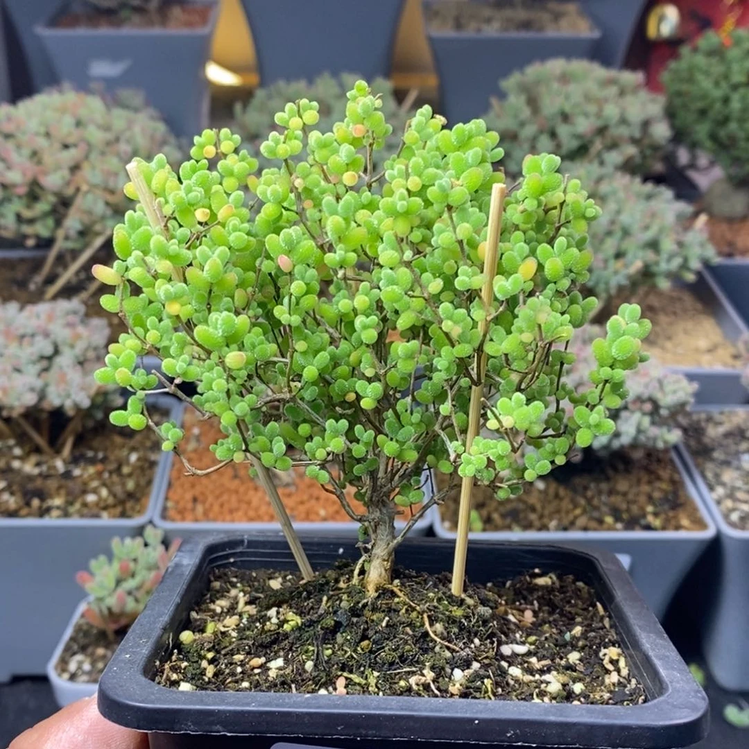 033蜜橘糖球枝干