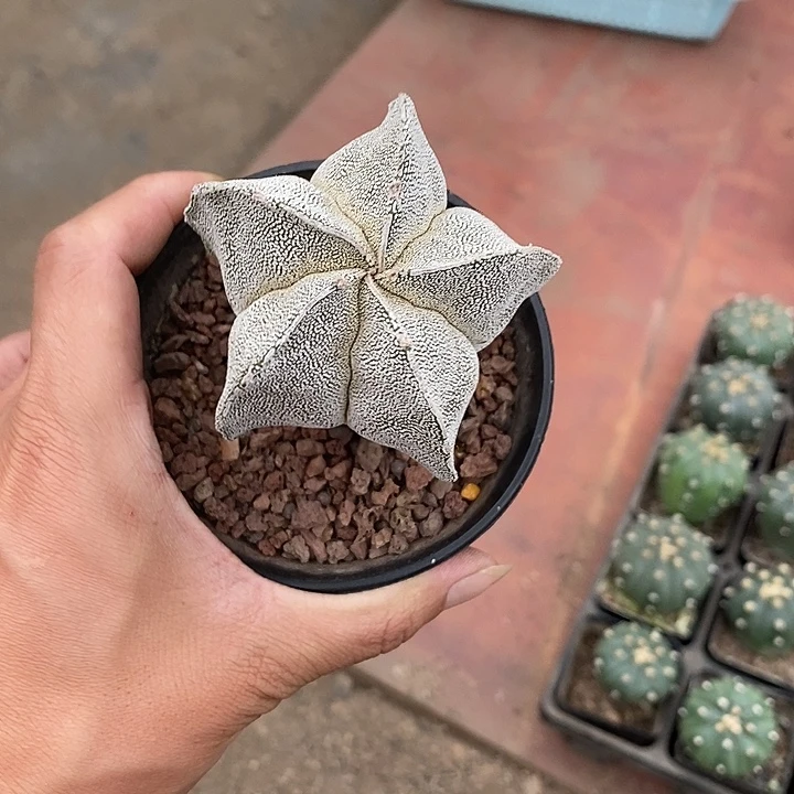 蒙****鸾凤玉实生脱土发货