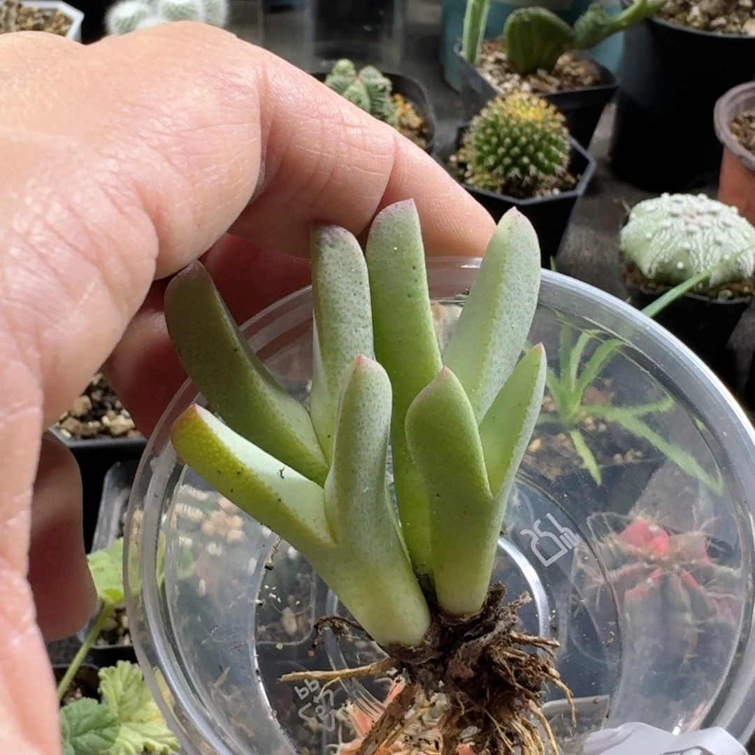 431虾钳脱土发货一个随机4头