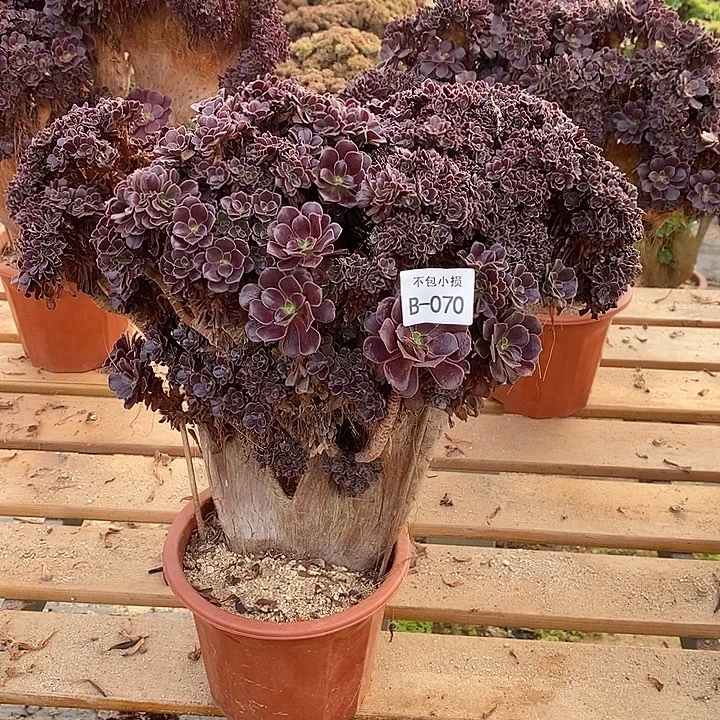 070 欧紫朵朵缀宽40 公分带断枝