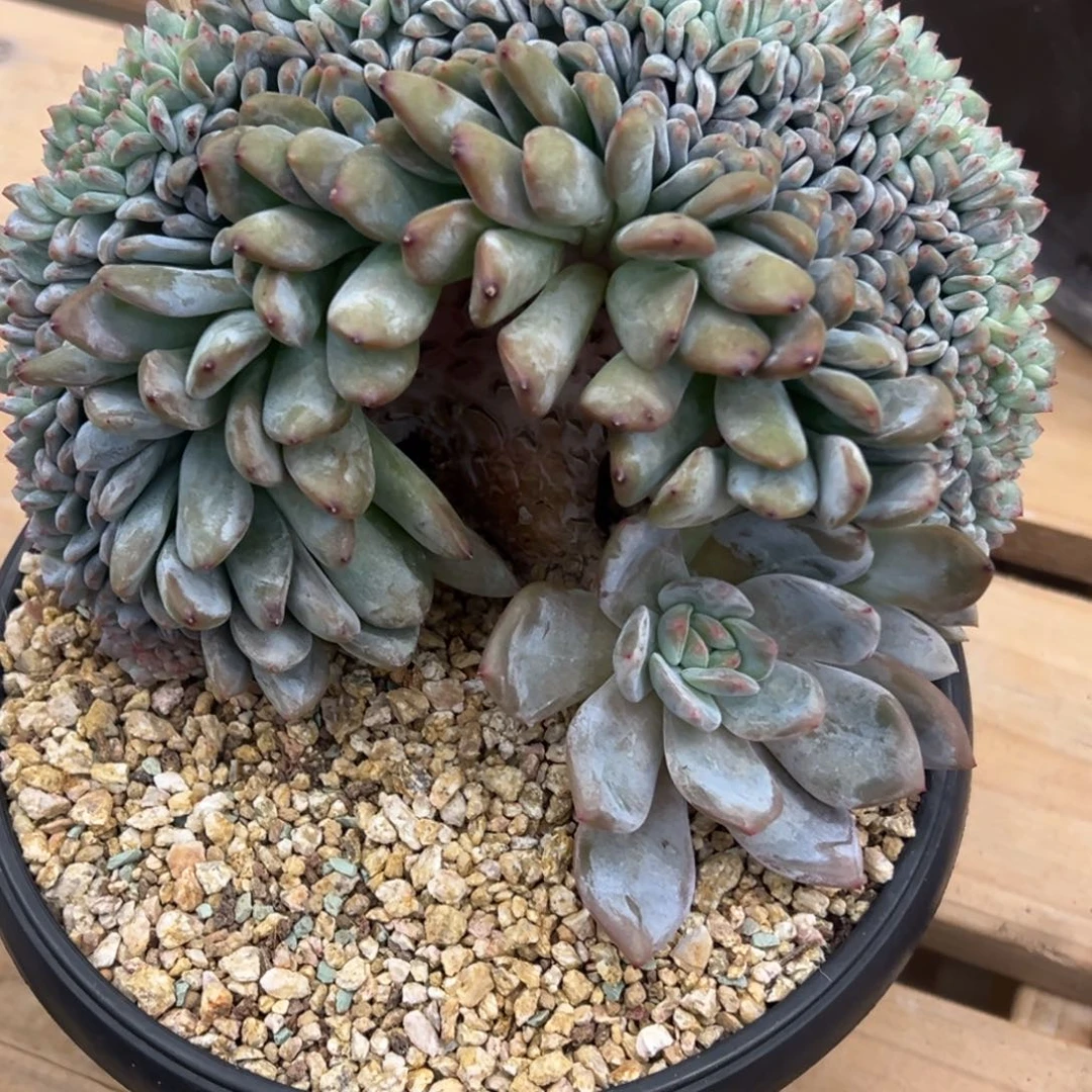 香***香瑕疵星影缀化不售后补差价