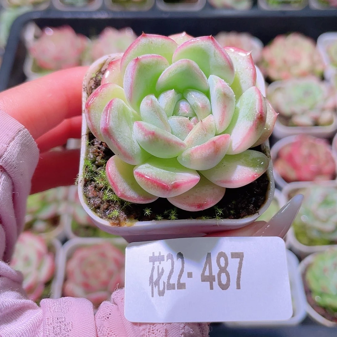 花利美22-487新品锦