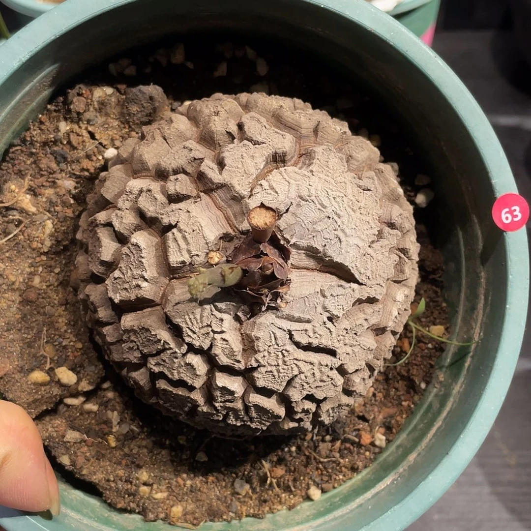 龟甲龙63号不退换