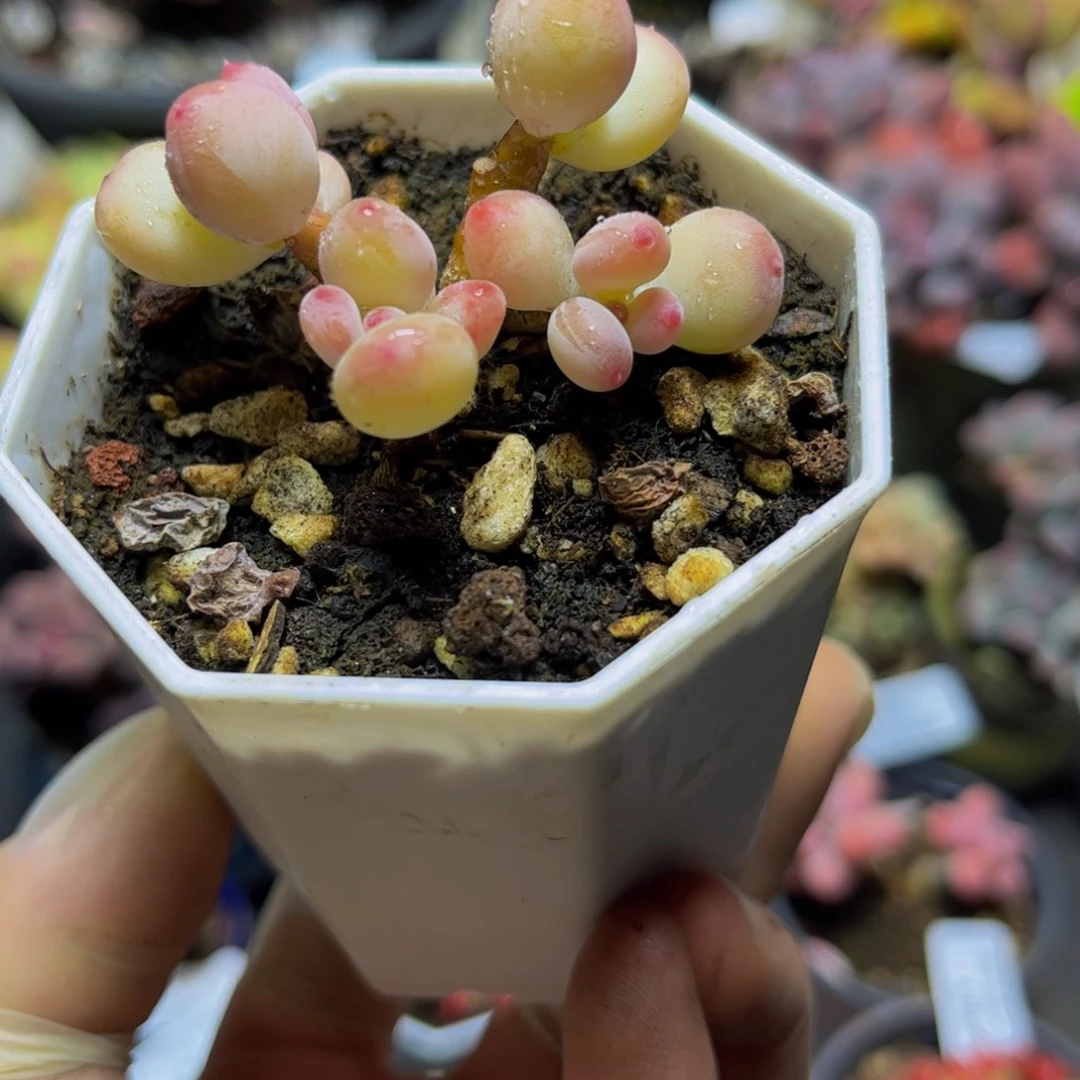 415二代苹果奶酪5厘米