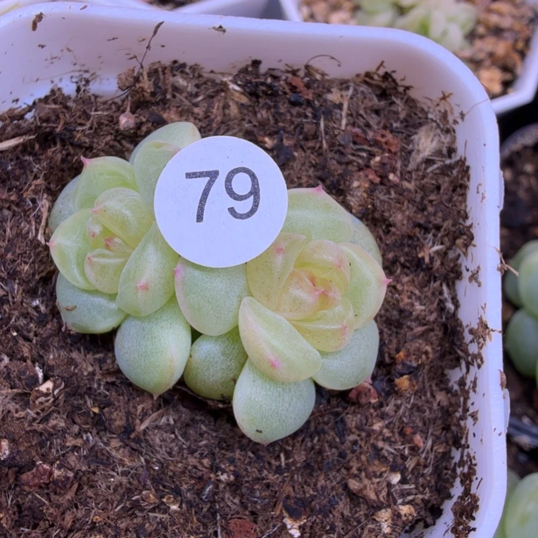 79号双头甜心628一物一拍