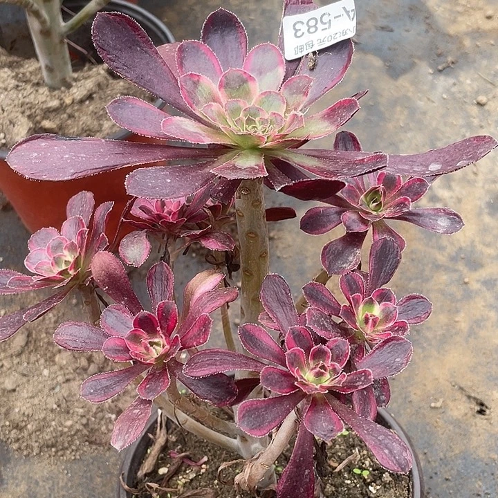583莉娜多肉植物福利
