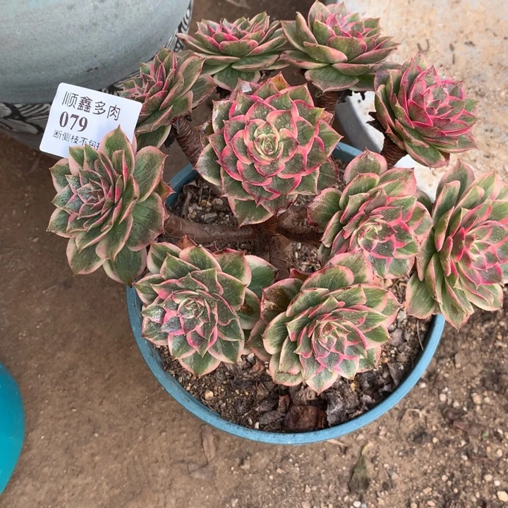 079莲花座多肉植物