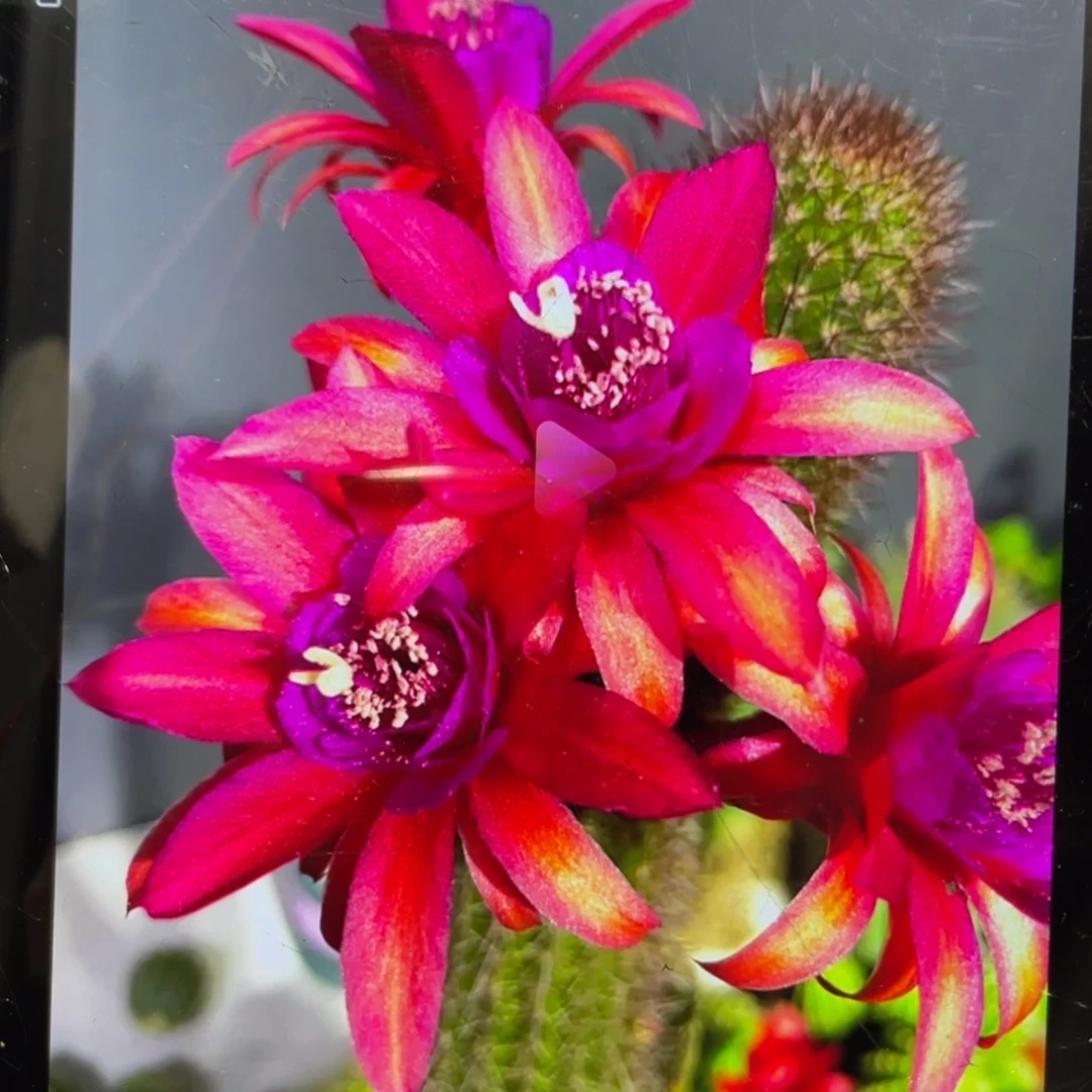 红刺金妞自根一杯保15