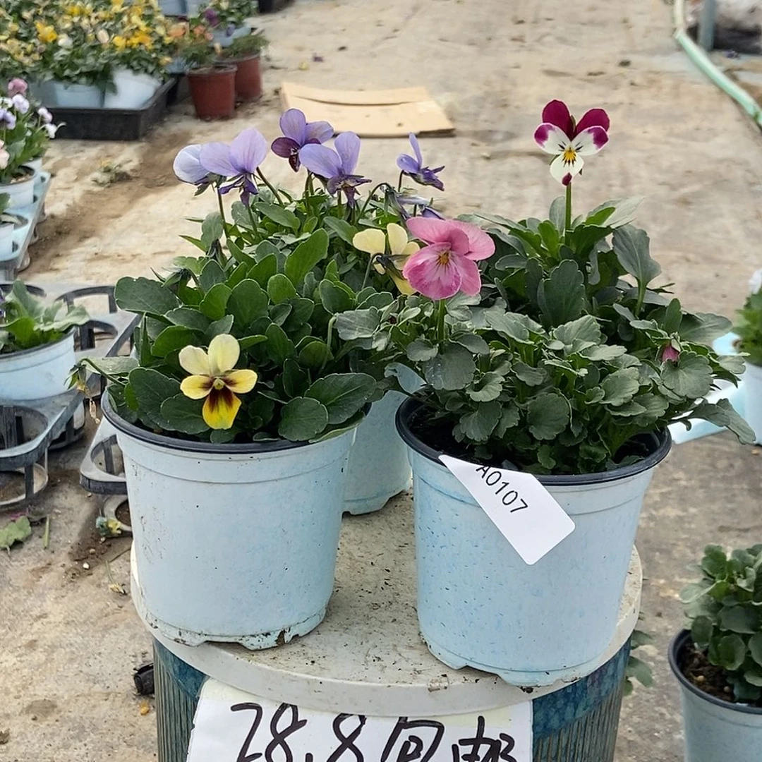 大部分花苞少量开放107