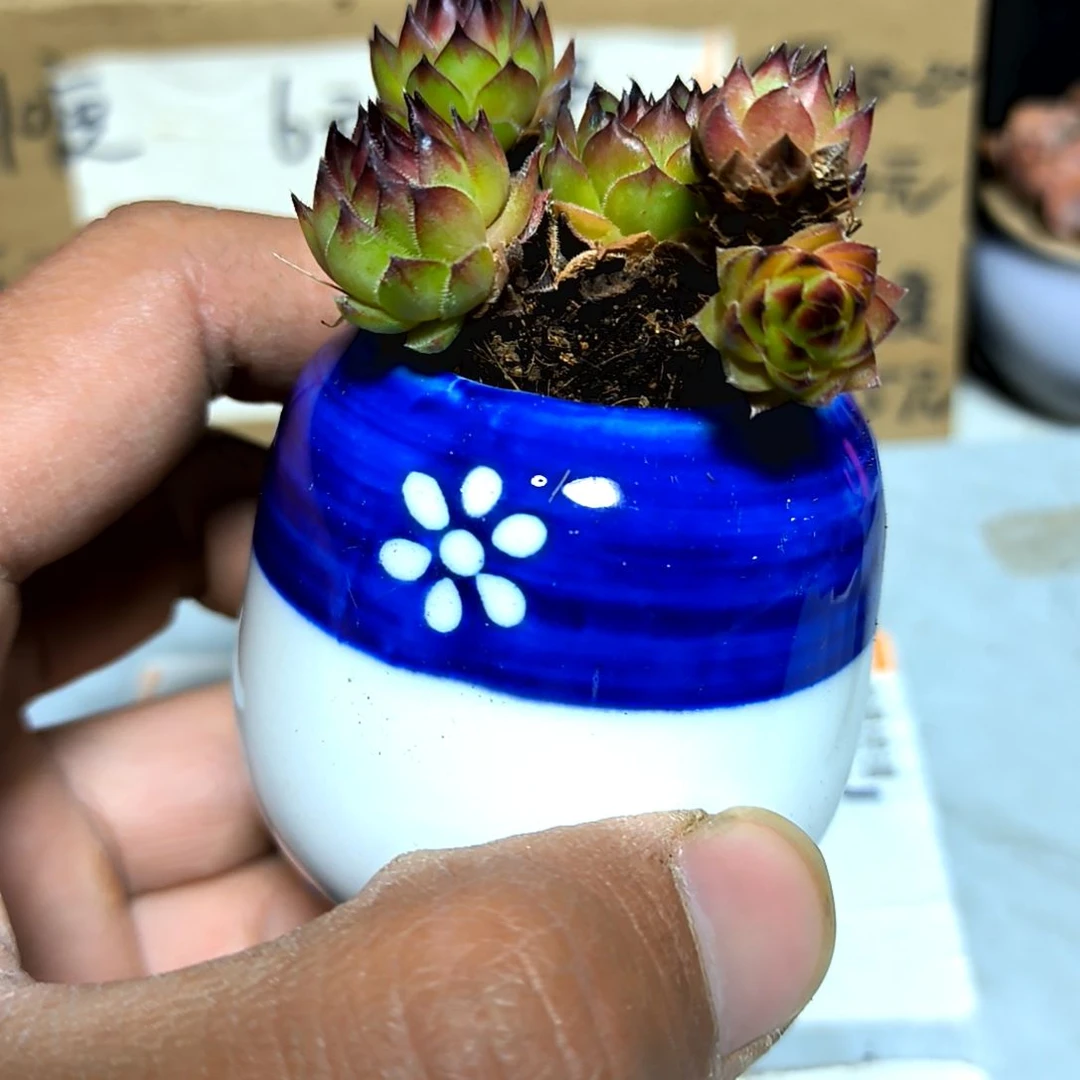 满6元包邮，观音莲多头老苗